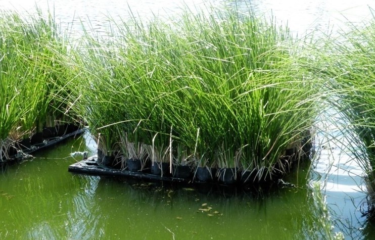 cỏ vetiver xử lý bùn thải