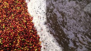 Coffee processing factory wastewater treatment